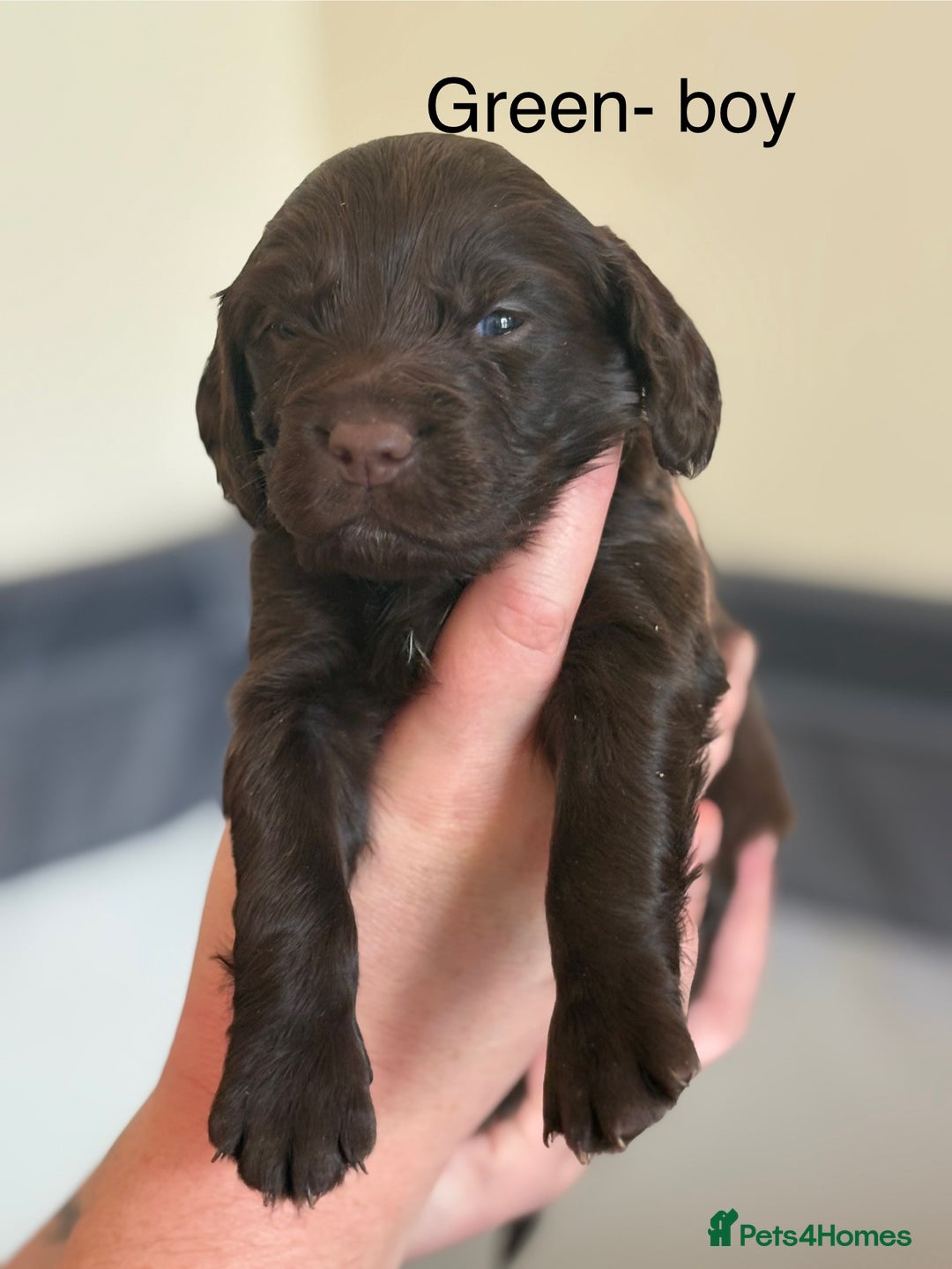 Cocker Spaniel dogs for sale: Gorgeous Working Cocker spaniels for sale - Image 5