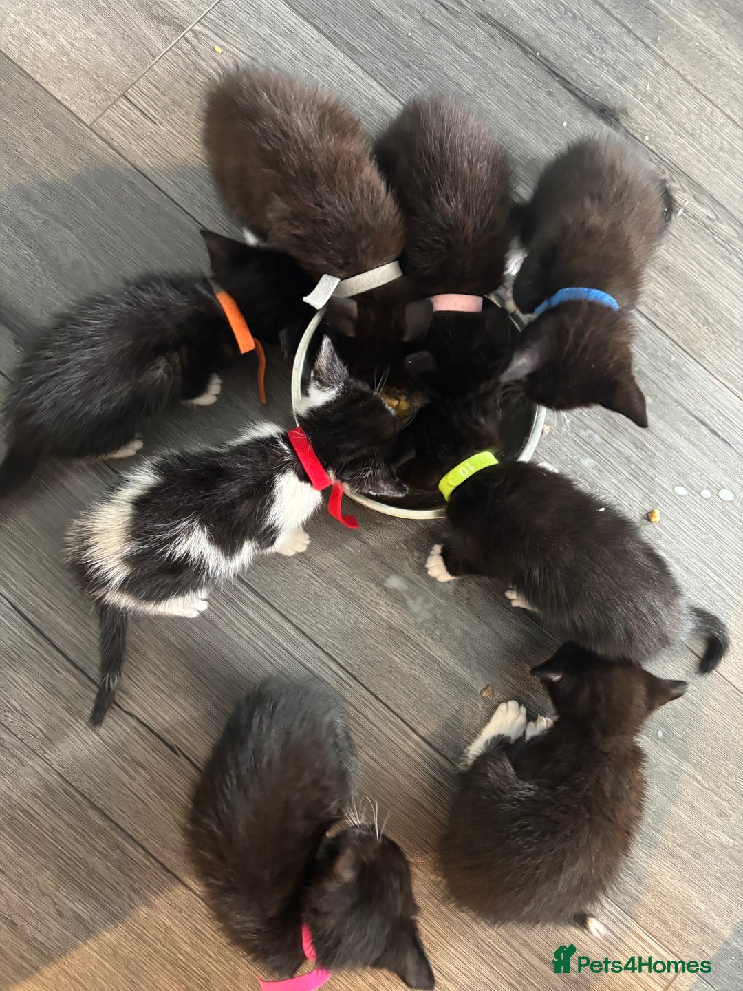 Mixed Breed cats for sale: Beautiful Black & White Kittens  - Image 21