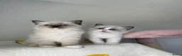 Ragdoll cats for sale: Pure bred European Ragdolls  - Advert 26