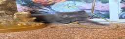 Ragcoon cats for sale: STUNNING BLUE RAGCOON FLUFFY KITTENS  - Advert 7