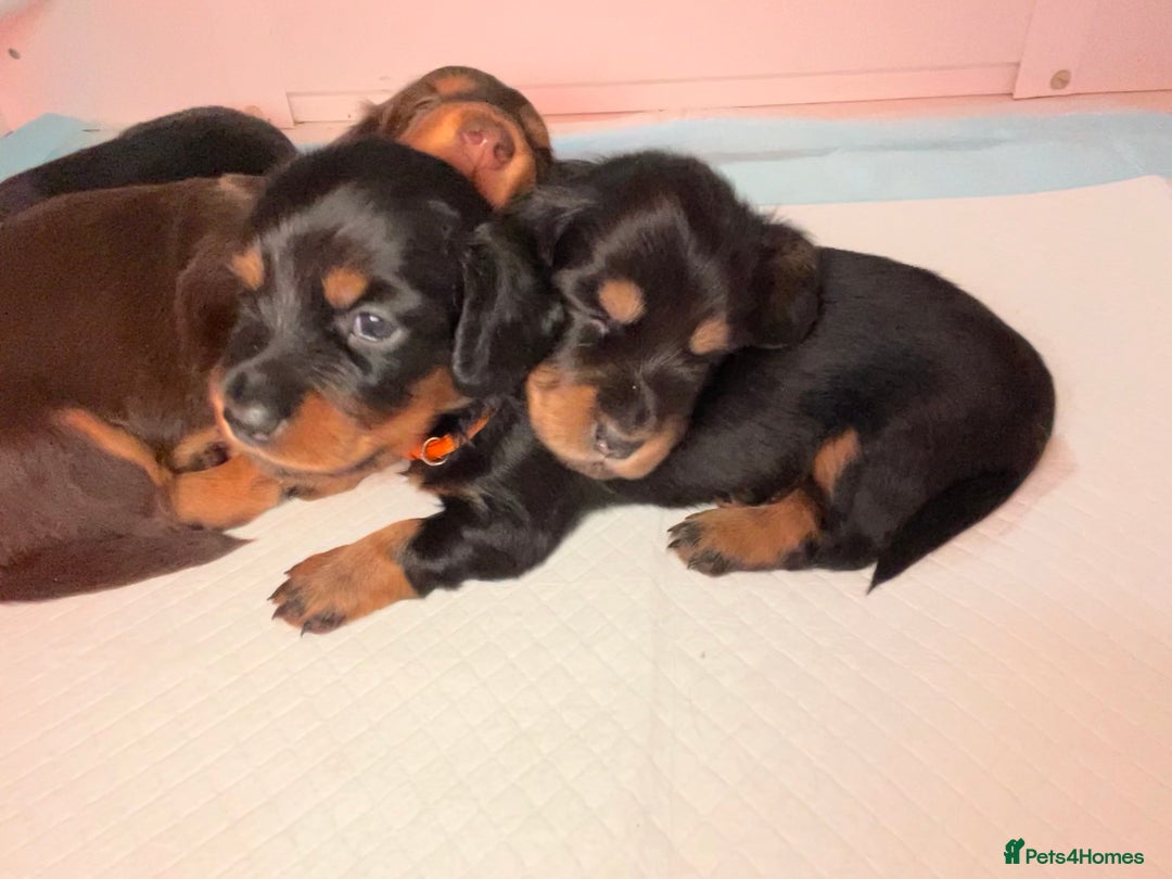 Miniature Dachshund dogs for sale: Miniature Longhaired Dachshund - Advert 5