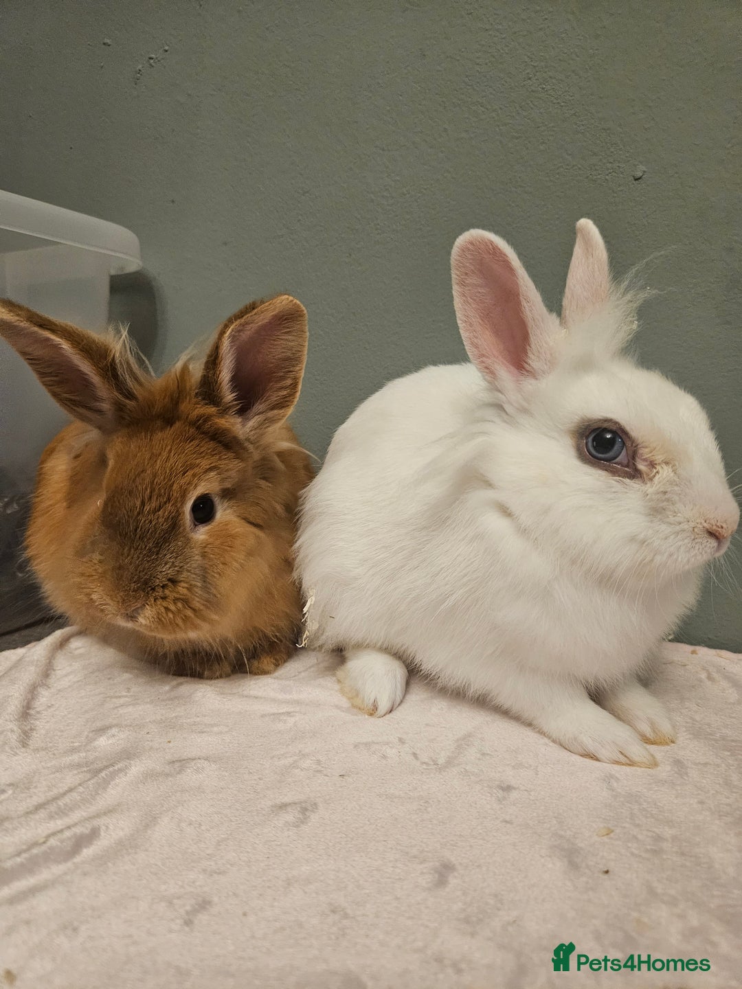 Lionhead rabbits for sale: Lion head x **2 left ready now - Advert 7