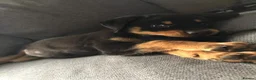 Rottweiler dogs for stud: 4 year old male rottweiler for stud in Leyland - Advert 7