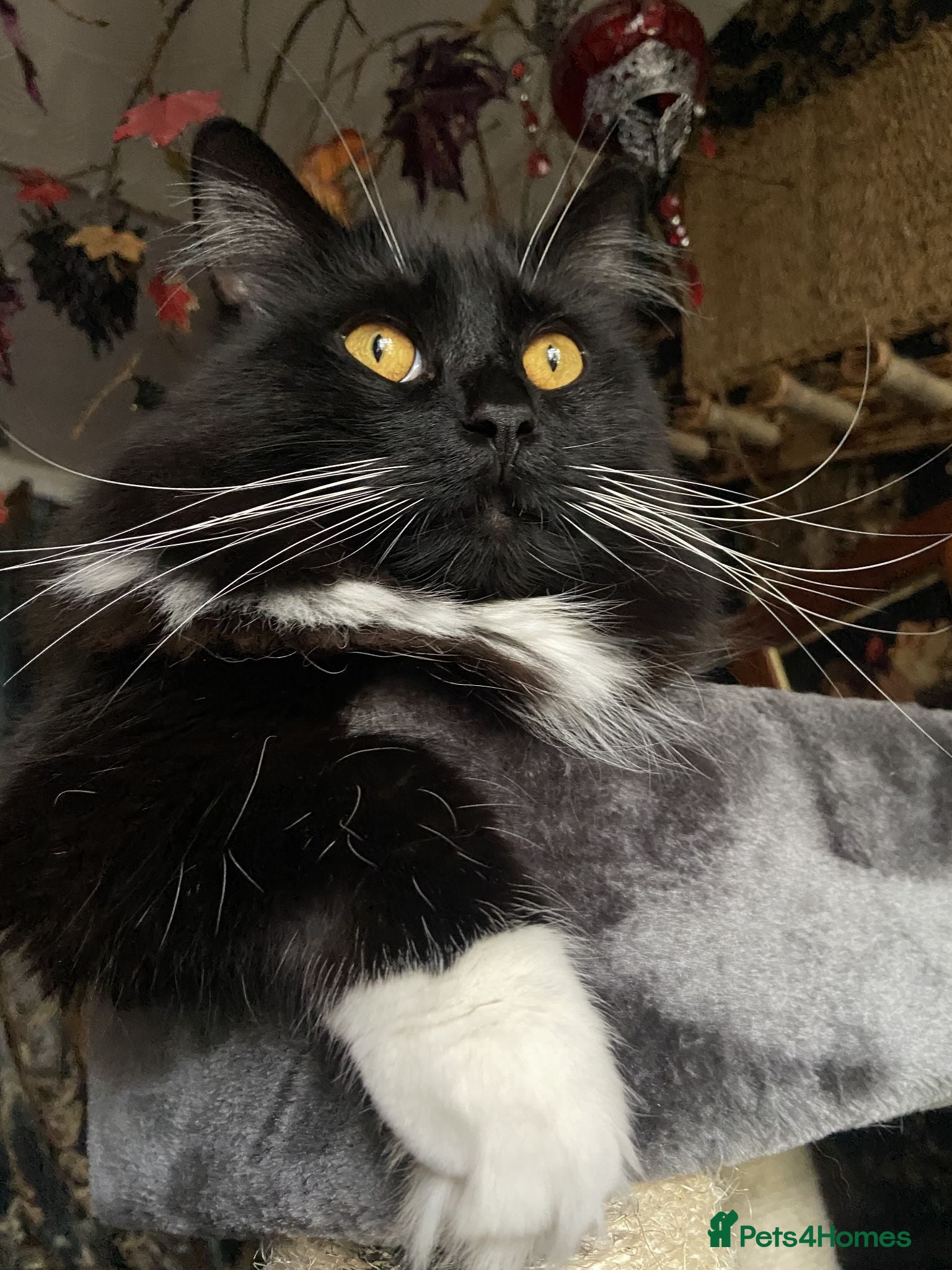 Mixed Breed cats 4Yr Male Maine Coon mix - Advert 1