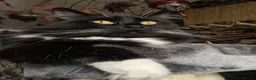 Mixed Breed cats for sale: 4Yr Male Maine Coon mix - Advert 1