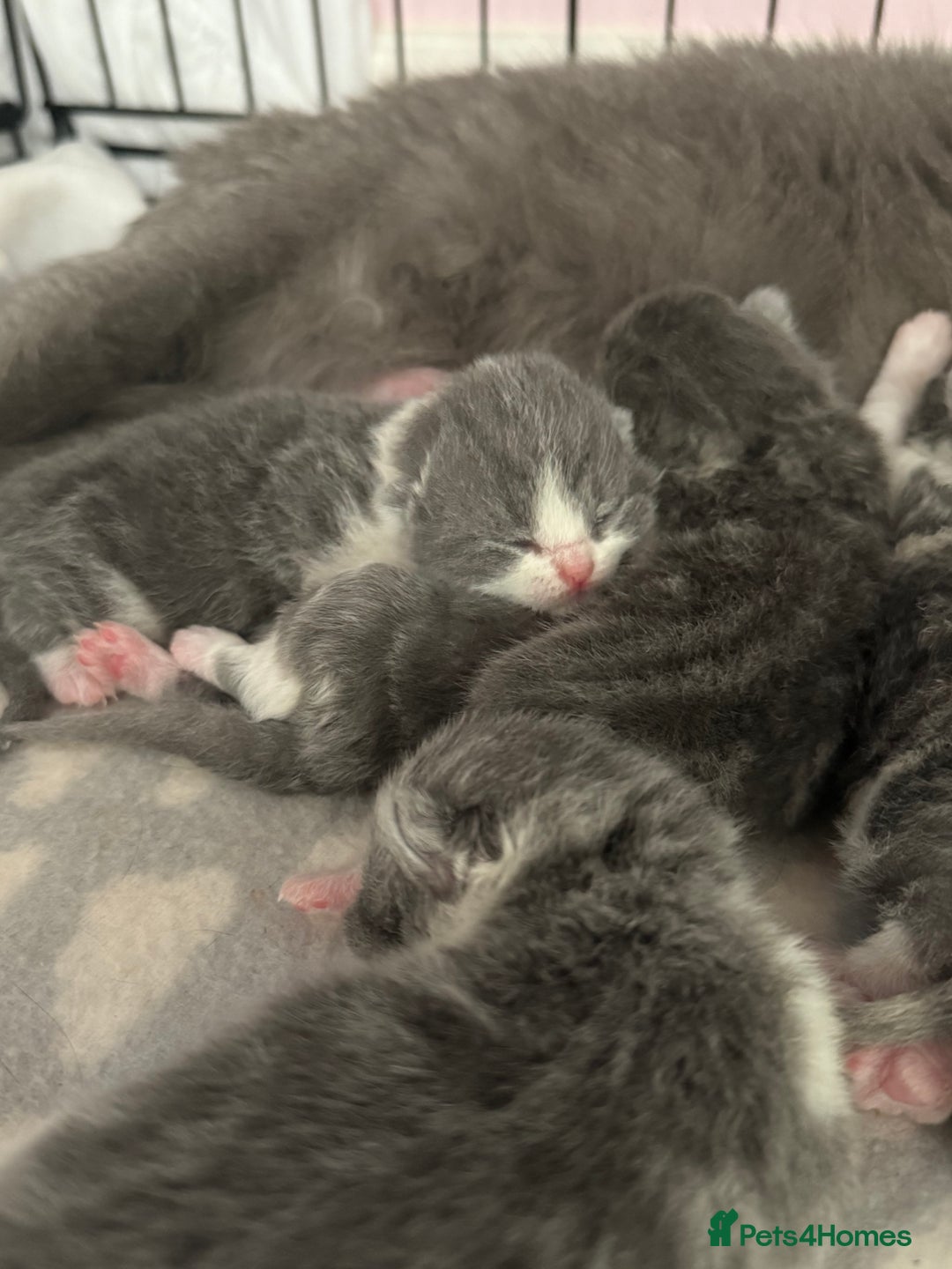 British Shorthair cats for sale: British Shorthair - Ready now - GCCF registered - Advert 7