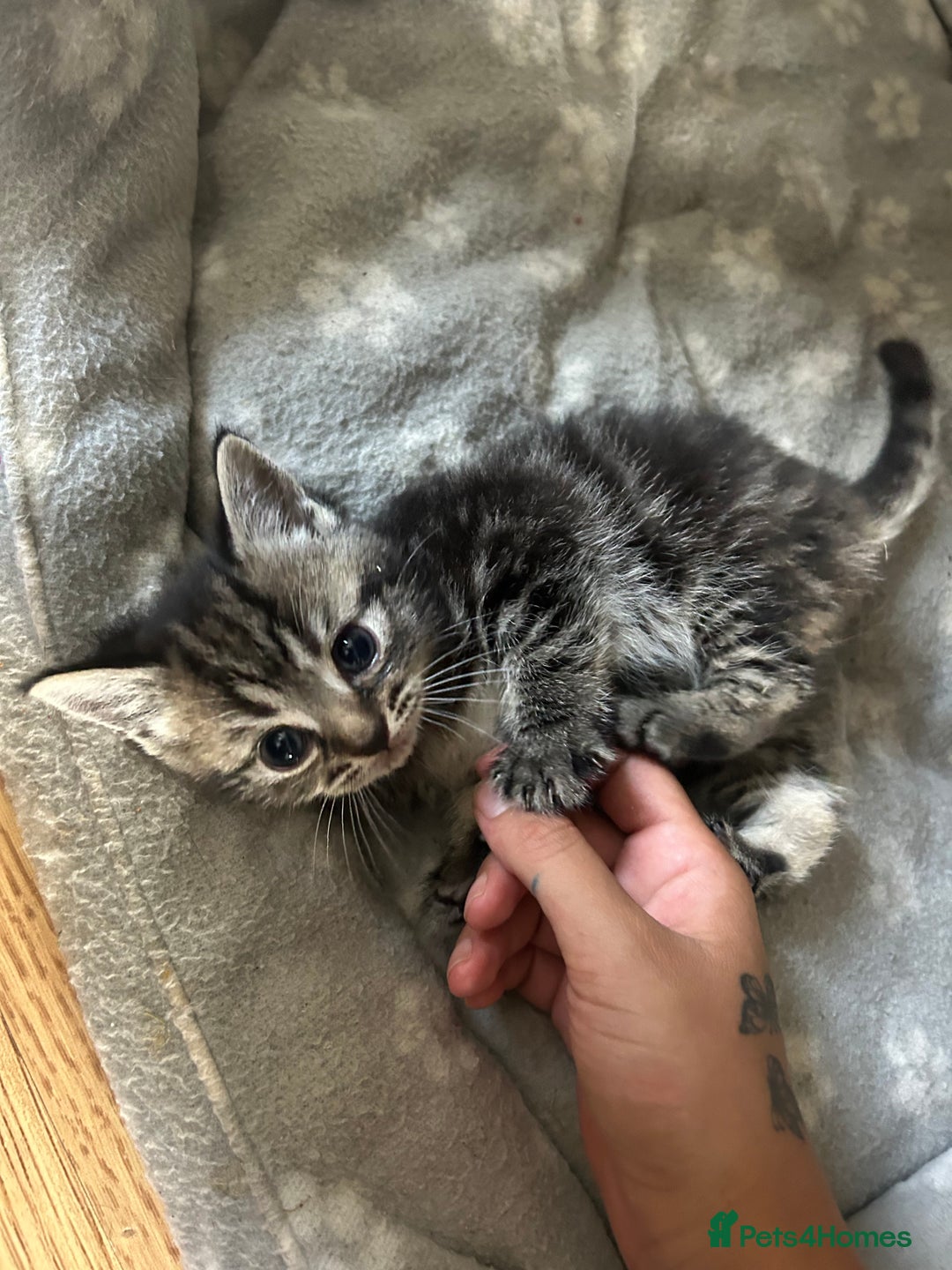 Mixed Breed cats for sale: Mixed breed kittens  - Image 2
