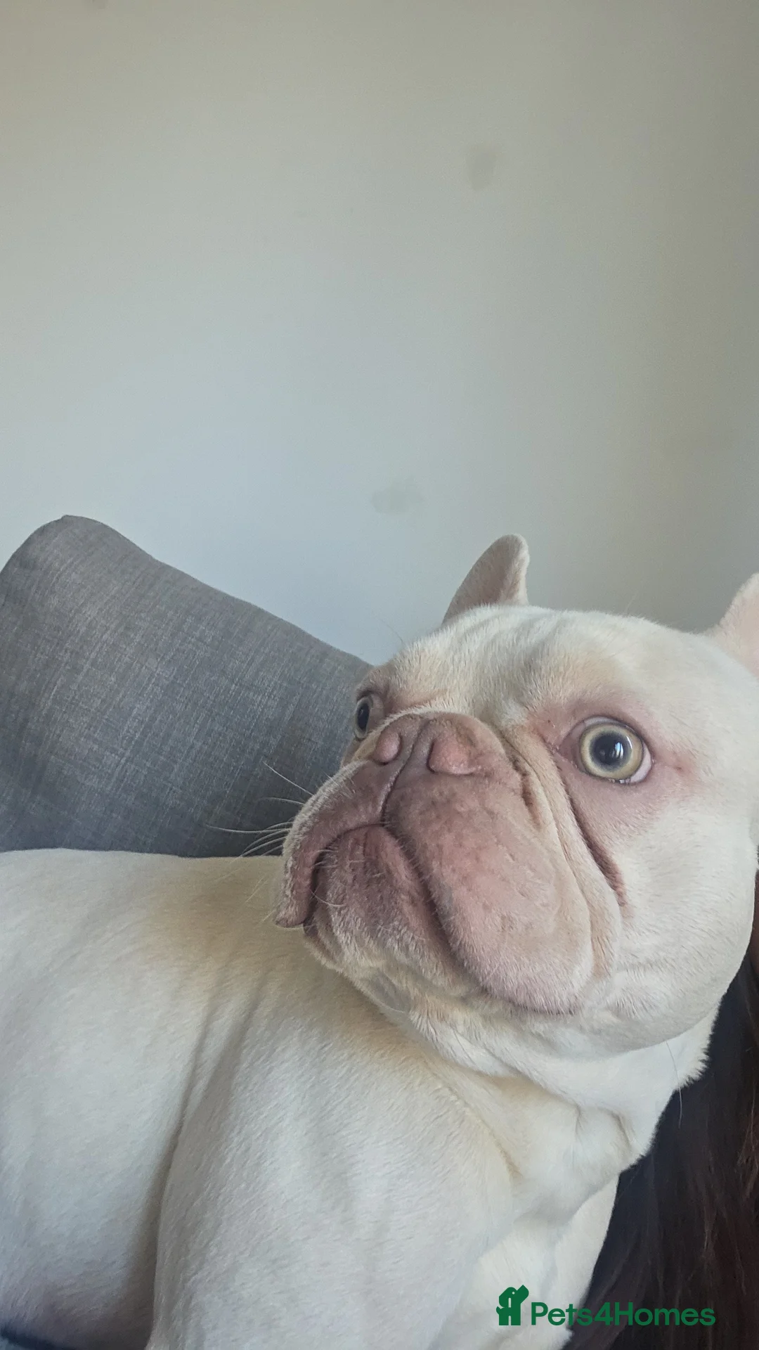 French Bulldog dogs for sale: Luca  in Aylesbury - Advert 5