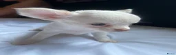 Chihuahua dogs for sale: Chihuahua pups in Kingston upon Thames - Advert 9