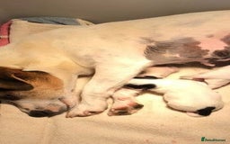 Jack Russell dogs for sale: Miniature Jack Russell - Image 8