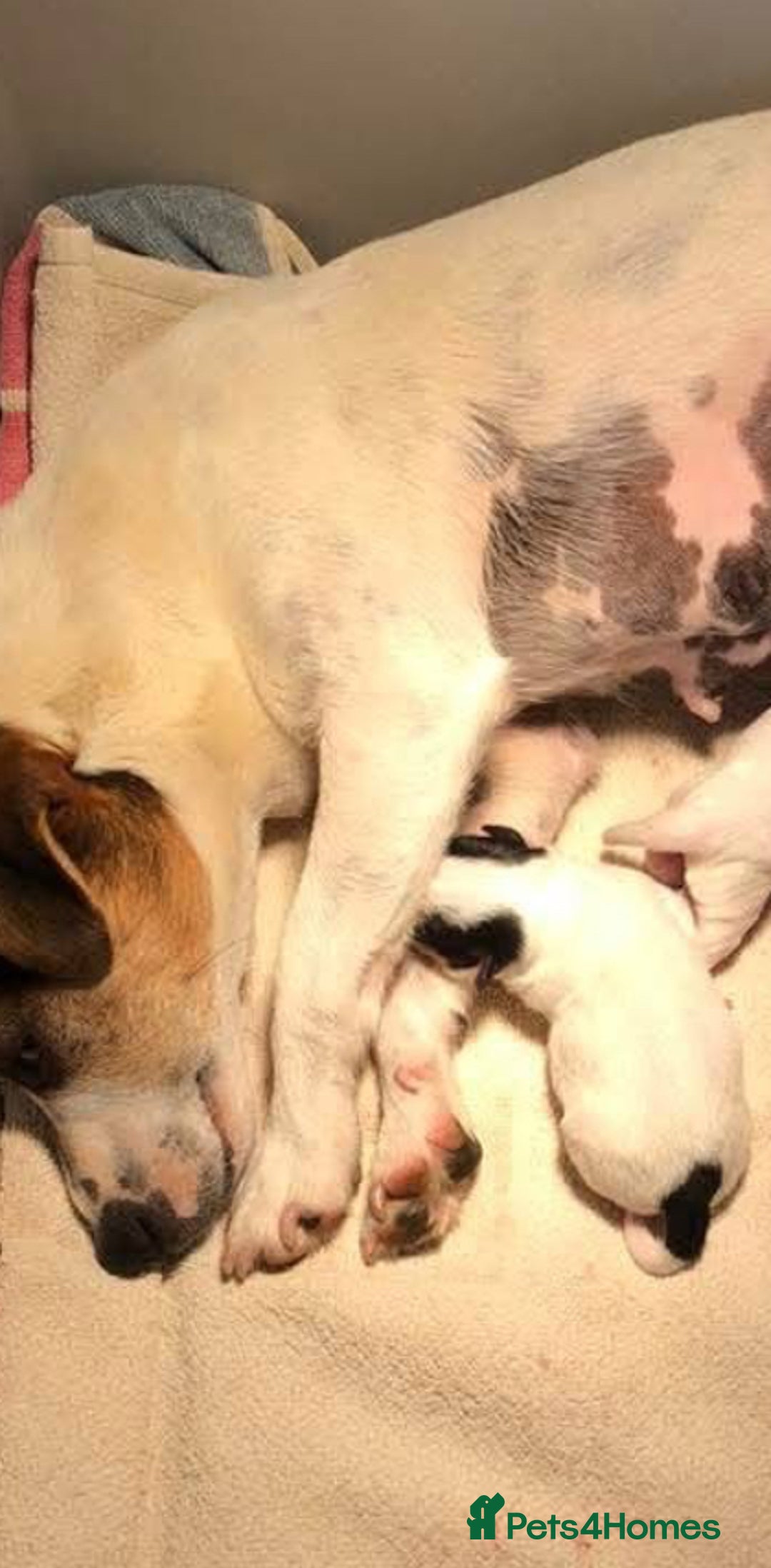 Jack Russell dogs for sale: Miniature Jack Russell - Image 8