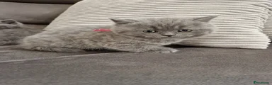 British Shorthair Kitten 2