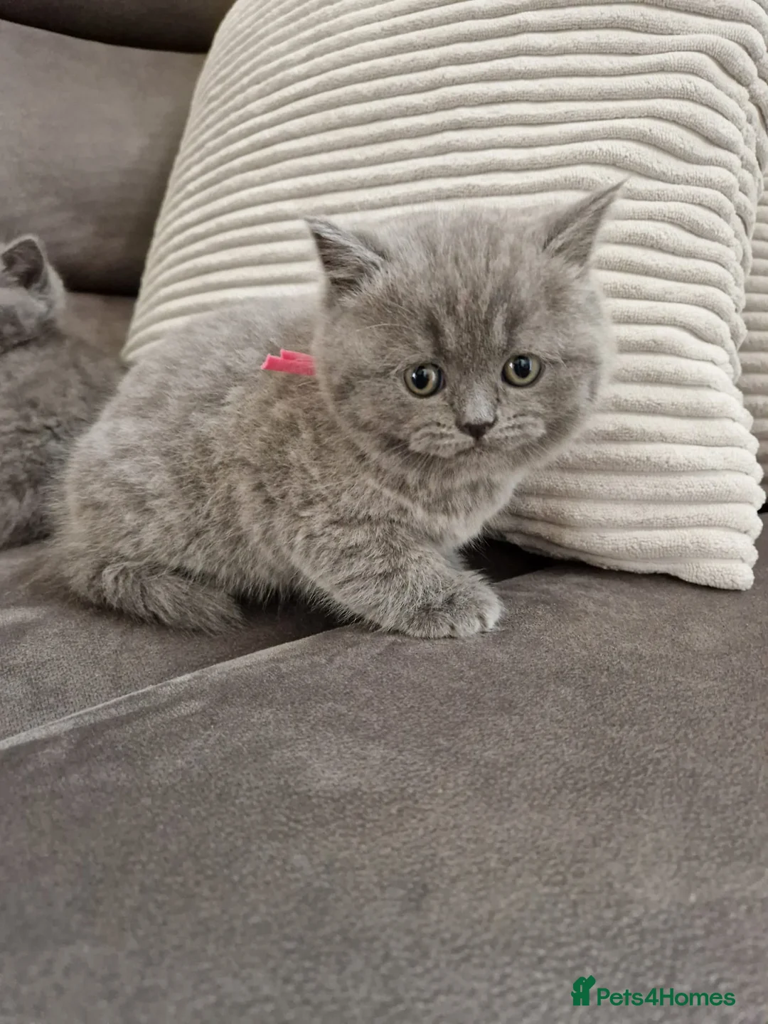 British Shorthair cats for sale: British shorthair blue BSH kittens - Advert 2