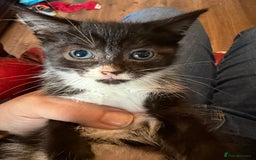 British Shorthair cats for sale: Kittens - Image 2