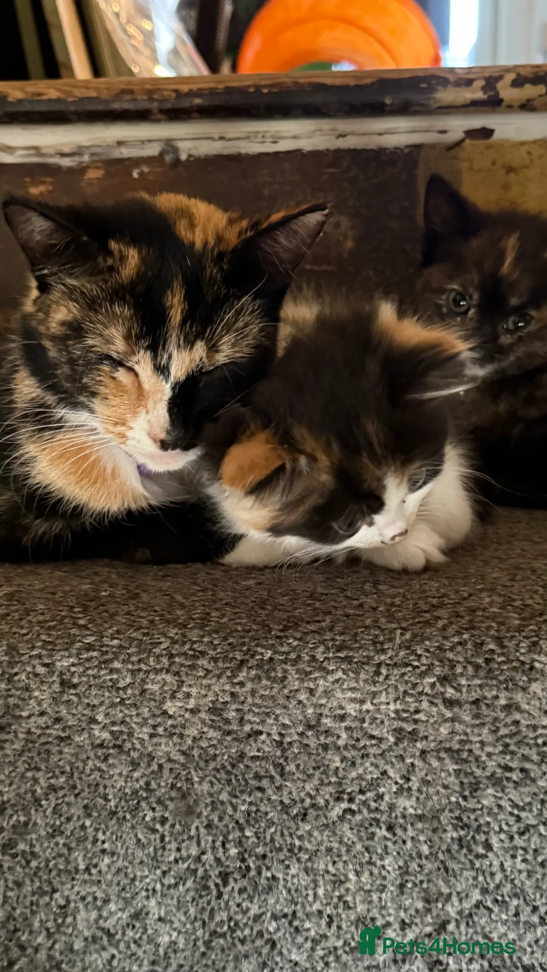 Mixed Breed cats for sale: 2 little kittens left. - Advert 1