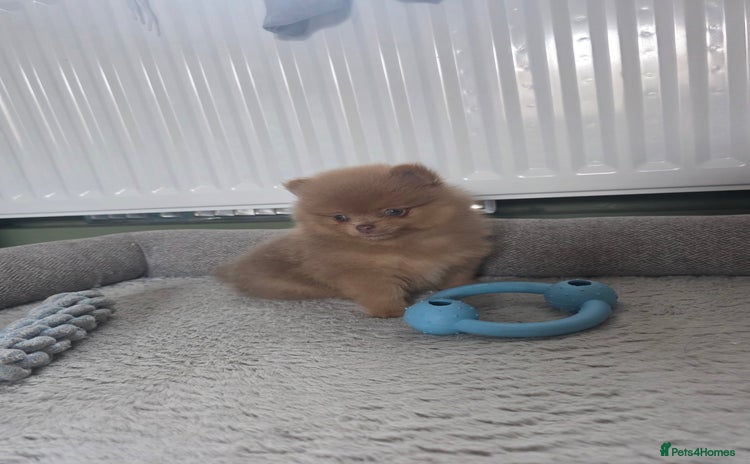 Pomeranian dogs - Advert 2
