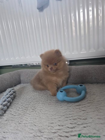 Pomeranian dogs - Advert 14