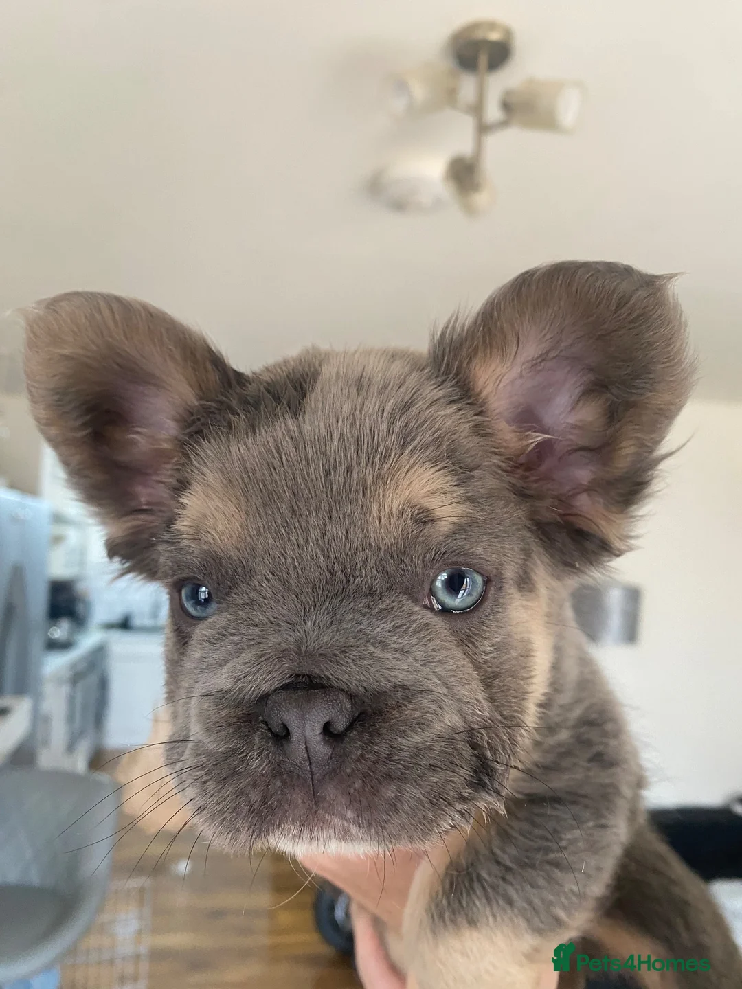 French Bulldog dogs for sale: Blue tan fluffy French bulldog puppy  - Advert 2