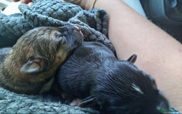 Shepsky dogs for sale: Gerberian Shepsky in Penzance - Image 1