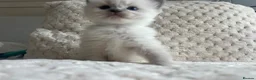 Ragdoll cats for sale: Ragdoll kittens ready September  - Advert 15