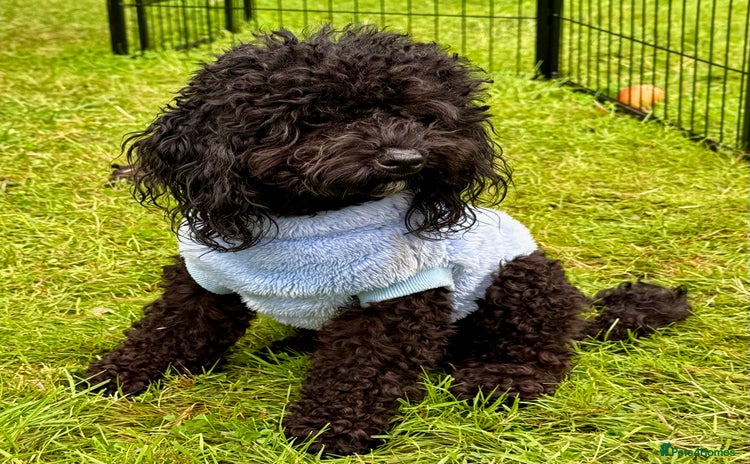 Miniature Poodle dogs - Advert 1