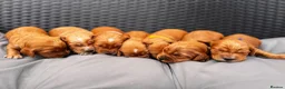 Cocker Spaniel dogs for sale: Beautiful Cocker spaniels puppies in Bristol in Bristol - Advert 2