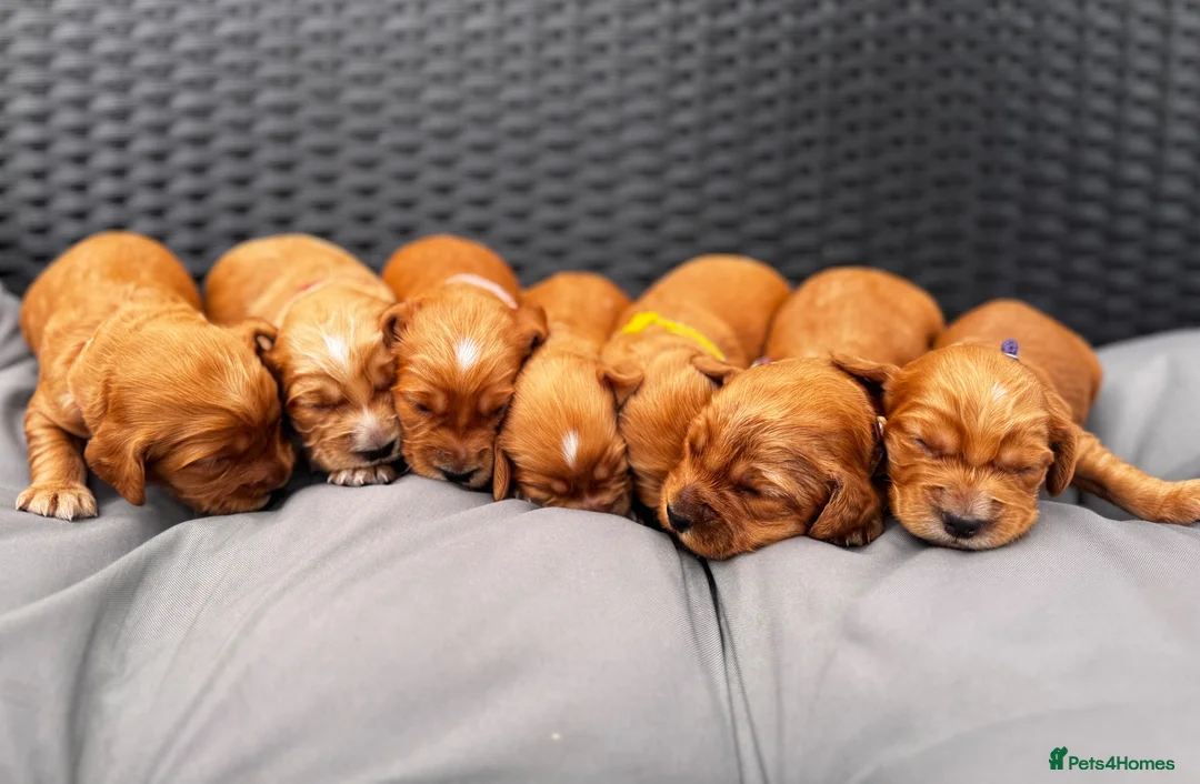 Cocker Spaniel dogs for sale: Beautiful Cocker spaniels puppies in Bristol in Bristol - Advert 2