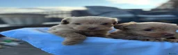 Maltipoo dogs for sale: Outstanding toy malti-poo - Advert 24