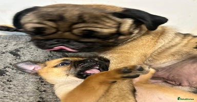 Mixed Breed dogs - Advert 6