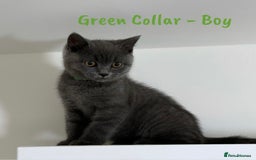 British Shorthair cats for sale: 🐾 Champion Line Blue BSH Kittens GCCF Active 🐾  - Image 7