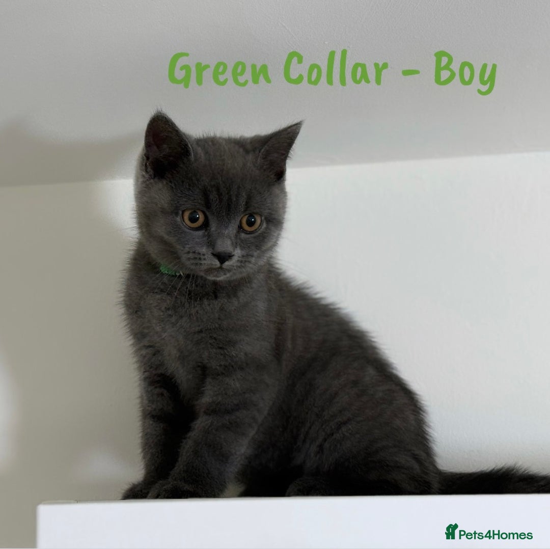 British Shorthair cats for sale: 🐾 Champion Line Blue BSH Kittens GCCF Active 🐾  - Image 7