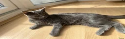 Domestic Shorthair cats for sale: Grey cat  - Advert 5