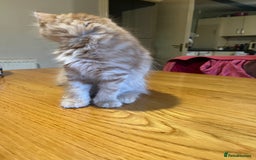 Mixed Breed cats for sale: Kittens  - Image 5