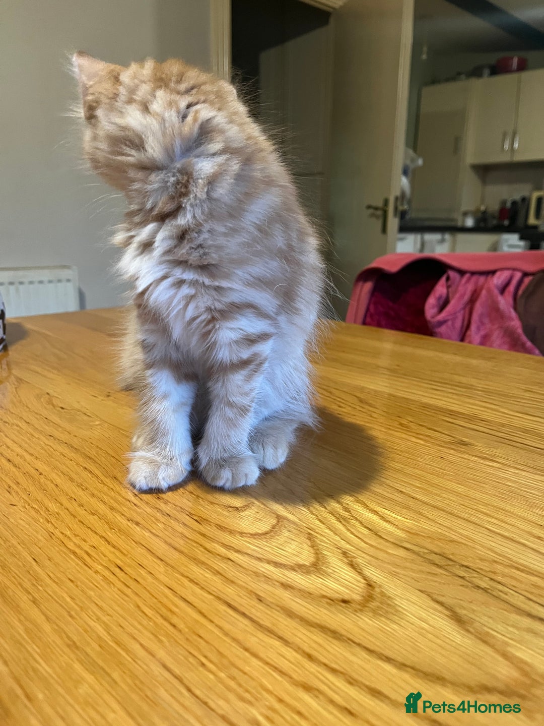 Mixed Breed cats for sale: Kittens  - Image 5