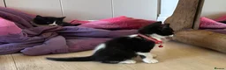 Mixed Breed cats for sale: beautiful shorthair/longhair kittens  - Advert 13