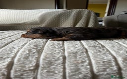 Jackapoo dogs for sale: 🐶🐾 F1 Minature Jackapoos 🐶🐾 - Image 26