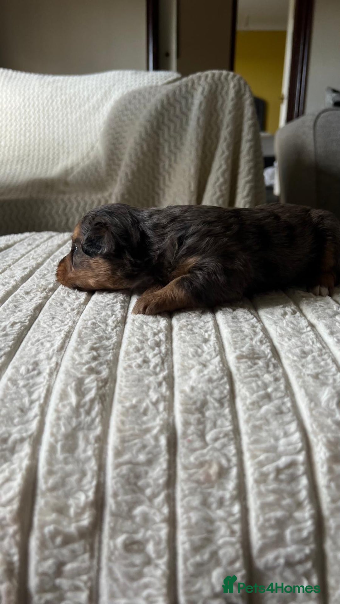 Jackapoo dogs for sale: 🐶🐾 F1 Minature Jackapoos 🐶🐾 - Image 26