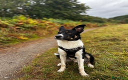 Mixed Breed dogs for sale: Collie mixed malinois  - Advert 14