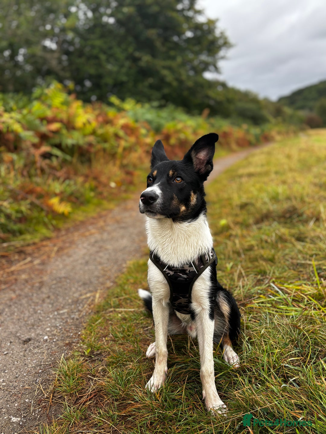 Mixed Breed dogs for sale: Collie mixed malinois  - Advert 14