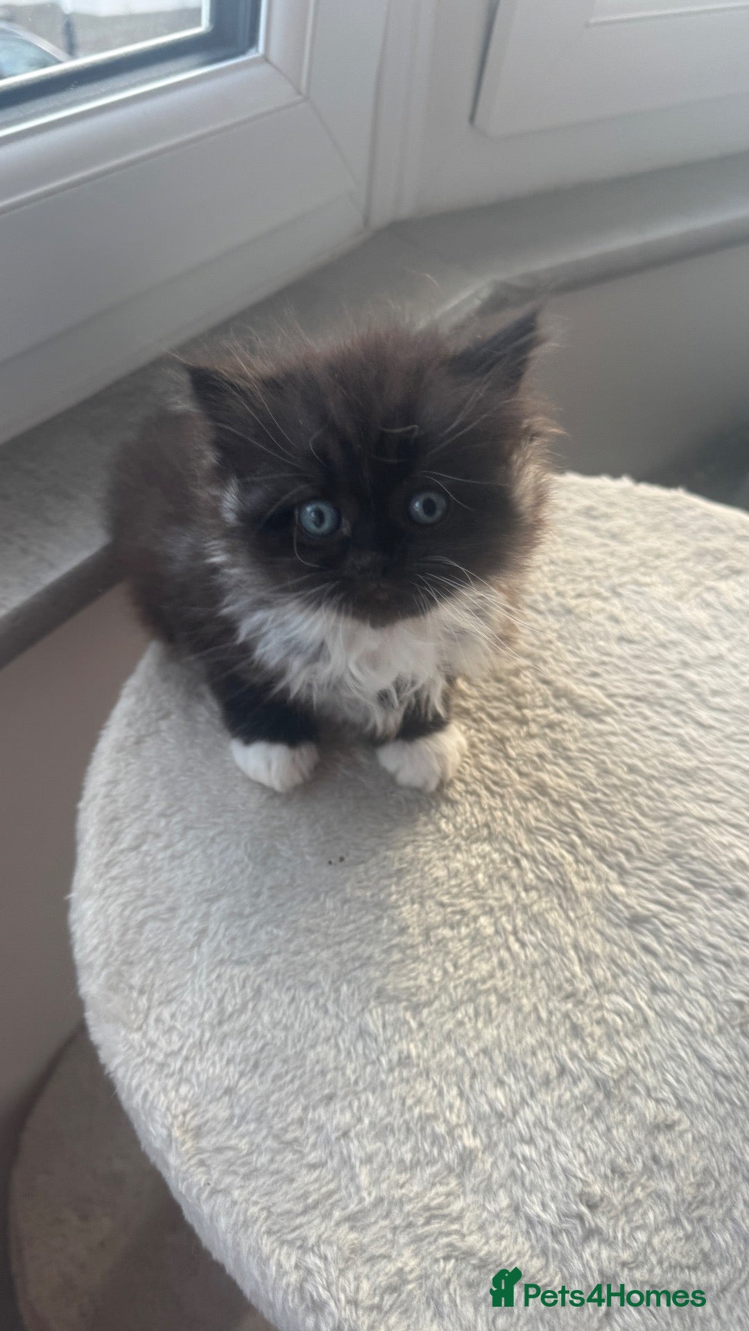 British Shorthair cats Lovely kittens are ready to find their home  - Advert 1