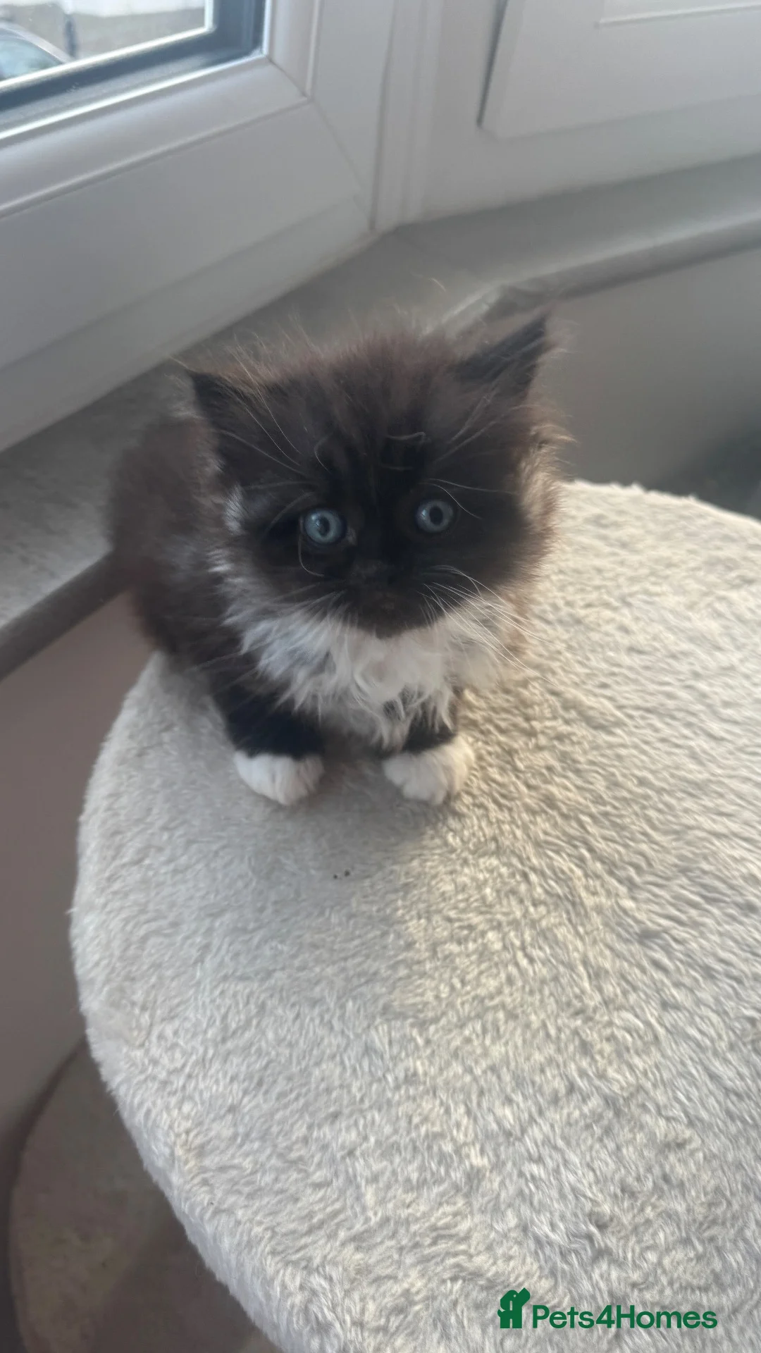 British Shorthair cats for sale: Lovely kittens are ready to find their home  - Advert 1