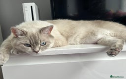 British Shorthair cats for sale: Gorgeous British Shorthair Kittens  - Image 20