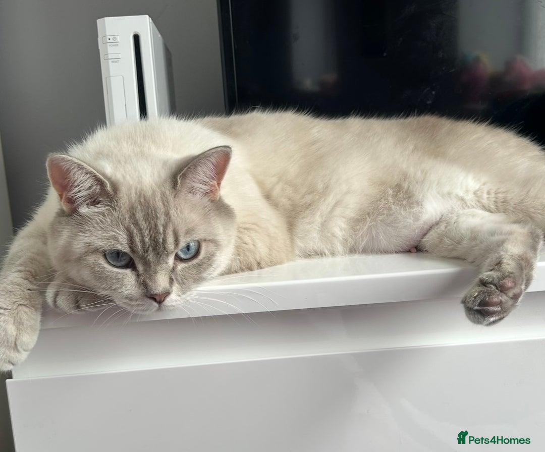 British Shorthair cats for sale: Gorgeous British Shorthair Kittens  - Image 20