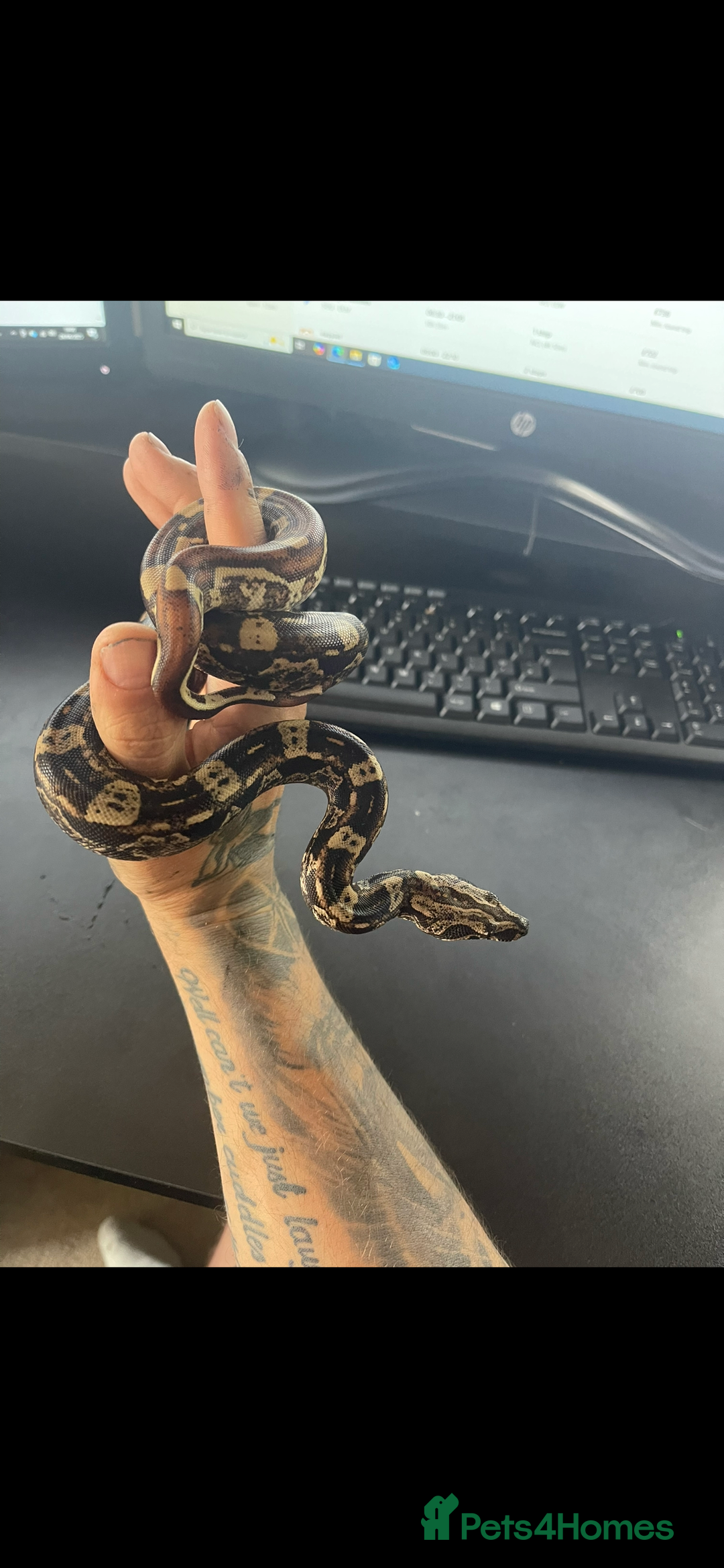 Boa Snake reptiles for sale: Female boa - Hytec IMG 100% het Anery - Image 4