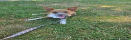 Jack Chi dogs for sale: Jack Chi for sale  - Advert 1