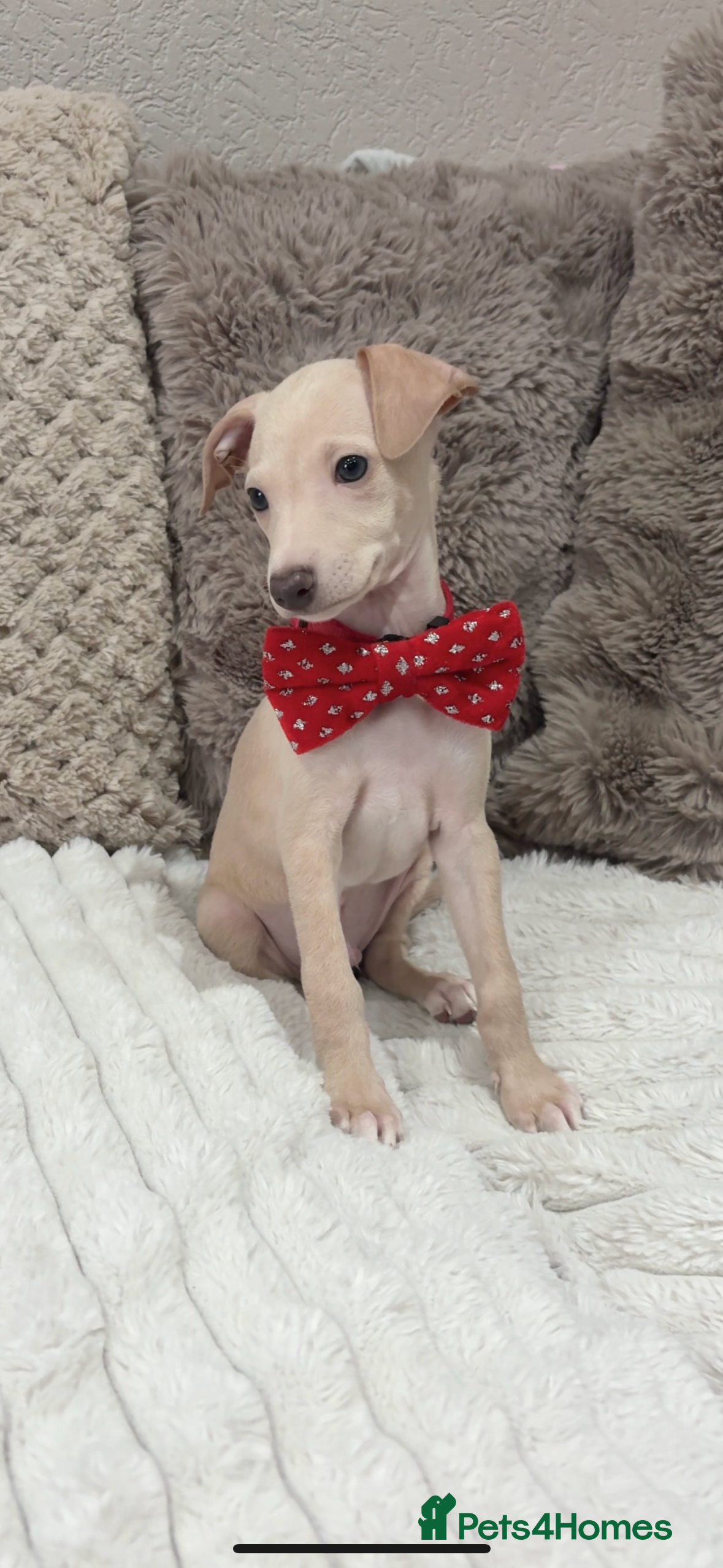 Italian Greyhound dogs Gorgeous KC Italian Greyhound Puppies - Advert 12