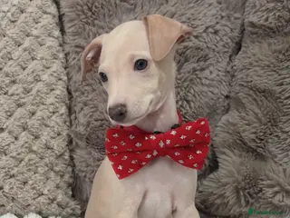 Italian Greyhound dogs Gorgeous KC Italian Greyhound Puppies - Advert 12