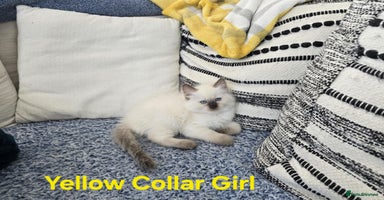 Ragdoll cats - Advert 3