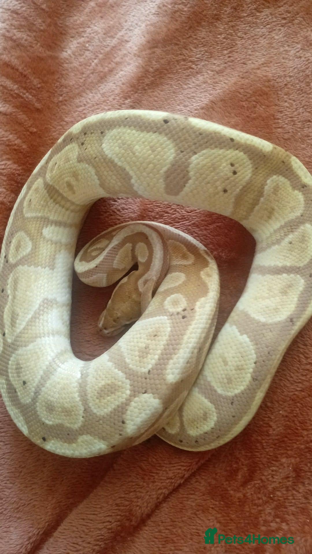Python Snake reptiles 2 royal pythons 1 female one male both 4 years old - Advert 1