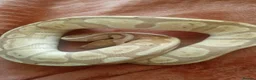 Python Snake reptiles for sale: 2 royal pythons 1 female one male both 4 years old in Manchester - Advert 1